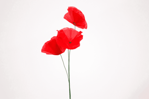 coquelicot rouge en papier