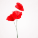 coquelicot rouge en papier